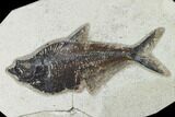 Bargain, Fossil Fish (Diplomystus) - Green River Formation #138592-1